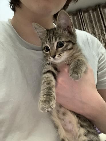 scottish fold: Кошка даром: Беспородная, 2 месяца, Мальчик — 1