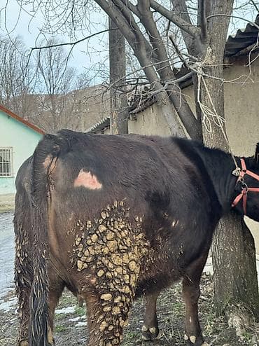 Собаки: Продаю | Корова (самка) | Ангус | Для разведения | Стельные — 5