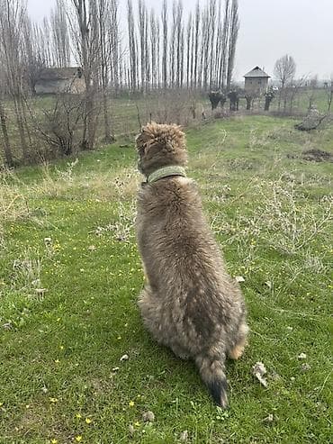 чёрная овчарка: Алабай, 3 месяца, Самец — 4