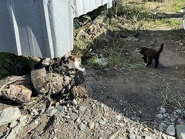 сөөл жан: У КОГО ЕСТЬ ВОЗМОЖНОСТЬ, заберите троих котят пожалуйста. они живут на — 3
