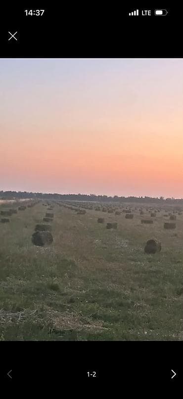 Клевер чистый 2-укос приблизительно 1000шт будет к 17- число .Цена at lalafo.kg Клевер чистый 2-укос приблизительно 1000шт будет к 17- число .Цена