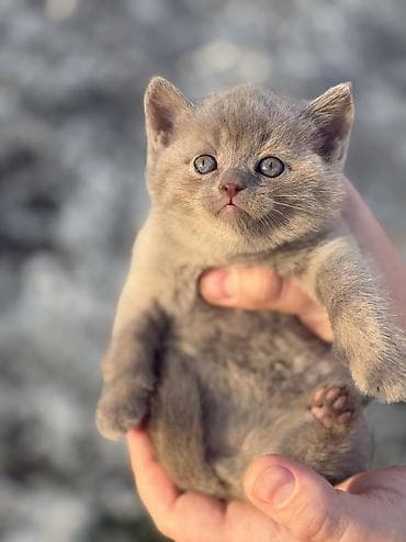 кошка шотландская вислоухая цена: Скотиш Страйт (Шотландская прямоухая), 1 месяц, Девочка, Приучена к лотку, Проглистована — 7