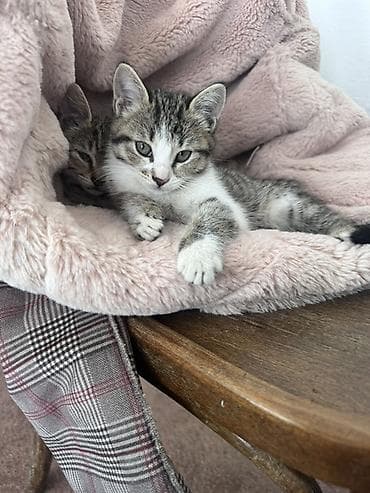 Котята, отдам в хорошие и золотые руки😉 Описание: - Милые полосатые и