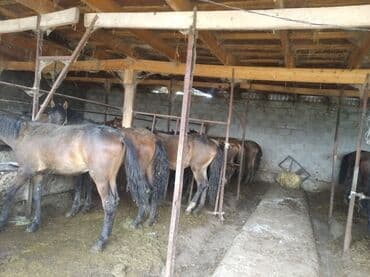 продам бу оборудование для птицефабрики: Продаю | Жеребец — 2