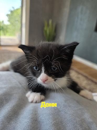 кошки кант: Беспородная, 1 месяц, Мальчик, Приучена к лотку — 7
