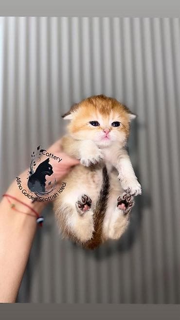 кошка бурма: Скотиш Фолд (Шотландская вислоухая), 1 месяц, Мальчик, Золотая шиншилла, Приучена к лотку, Проглистована, С документами — 8