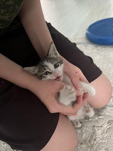 scottish fold: 1 месяц, Девочка — 5