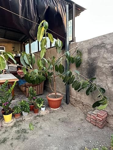 Фикусы: Крупное комнатное растение в горшке — фикус (вероятно, Ficus — 1