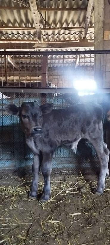 швейцарская кошка: Продаю | Бык (самец) | Швицкая | На откорм, Для разведения — 1