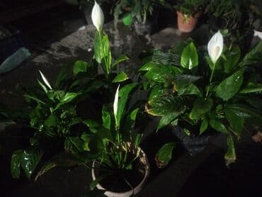 Другие удобства для дома и сада