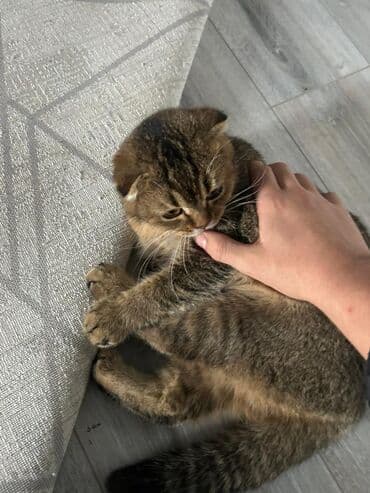 кошки купить бишкек: Скотиш Фолд (Шотландская вислоухая), 10 месяцев, Девочка, Приучена к лотку, Проглистована, С прививками — 2