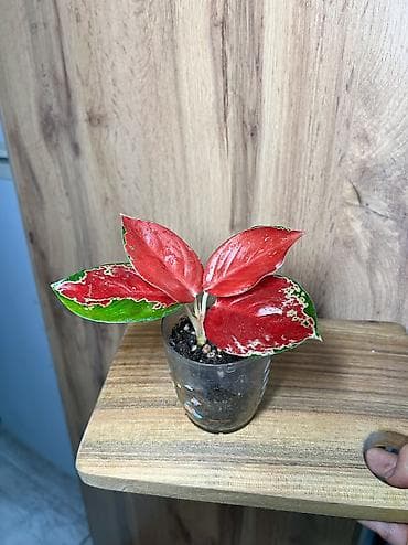 Денежное дерево: Аглаонема вариегатная, сочная окраска, на 1м фото мамка, 2е фото детка — 2