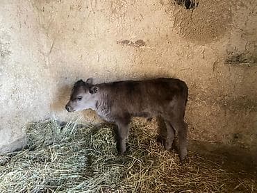 Бычок, здоровый ухоженный,коричневого окраса содержится в стойле