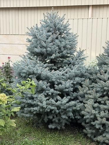 семис бука: Ель колючая голубая (Picea pungens ‘Glauca’) — декоративные хвойные — 3