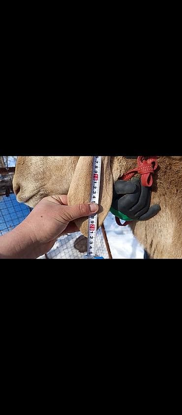 авган бараны: Продаю | Баран (самец) | Долан | Для разведения | Племенные — 4