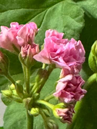 саженцы роз: Герань в горшке, цветущая ! Красивый розовый оттенок, листья красивые! — 10