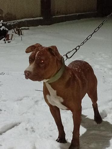 Үй жаныбарлары: Собака крупной породы, рыже-каштановый окрас с белыми отметинами на — 2