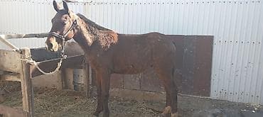 Продаю | Жеребенок | Полукровка | Конный спорт | Племенные