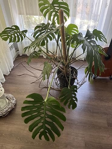 продам фикус: Монстера деликатесная (Monstera deliciosa) — крупное взрослое — 2
