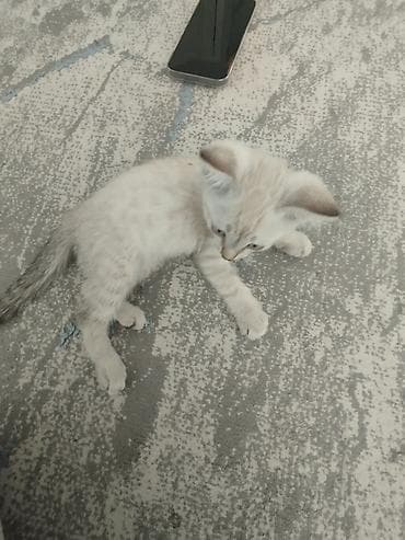 Котёнок с голубыми глазами и светлой шерстью с нежным дымчатым — 2