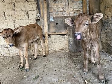 купить карась живой: Продаю | Тёлка | На откорм | Искусственник — 4