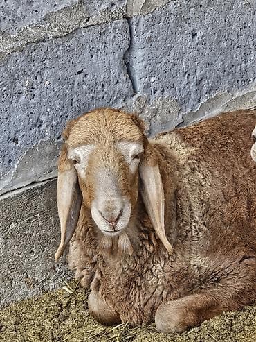 вислоухий: Продаю | Овца (самка) | Арашан | Для разведения | Матка — 1