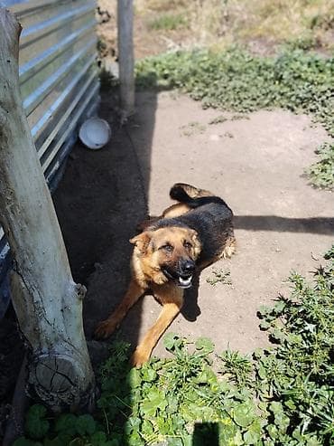 ат жаныбар: Немецкая овчарка — охрана и верный компаньон. - Порода: немецкая — 1