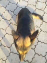 продажа щенков немецкой овчарки в бишкеке с документами: Даром щенки 5 штук папа овчарка мама дворовая очень хорошо ловит — 16