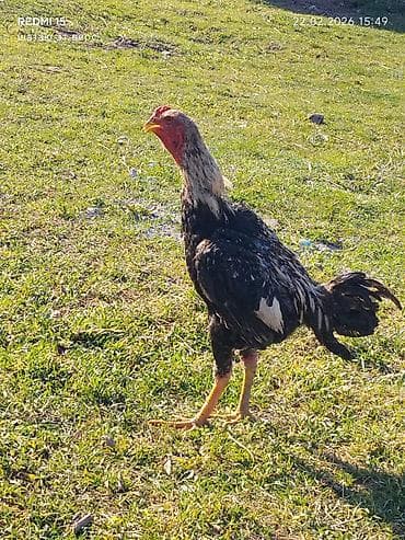 акти: Продаю | Петух | Бойцовая | Для разведения — 1