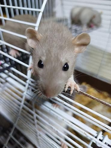 декоративные крысы: Продам клетки размер 46-28-47 есть в продаже крысята декоративные — 4