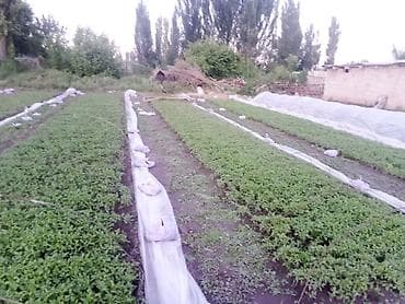 помидоры новичок: Продаю рассада помидора новичок стаканчик китайский гибрит и риогранд — 2