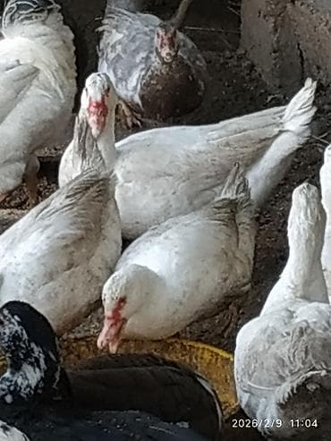 мышык бишкек: Индоутки,10месяцев,700сом — 1