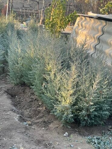 умывальник садовый: Көчөттөр дарактардын: Арчалар — 3