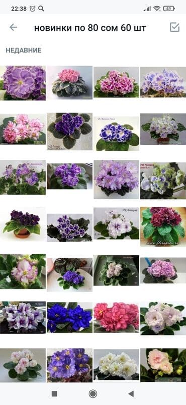 упаковка коробки: Фиалки! фиалки! фиалки! Продажа фиалочек! Все фиалочки только — 5