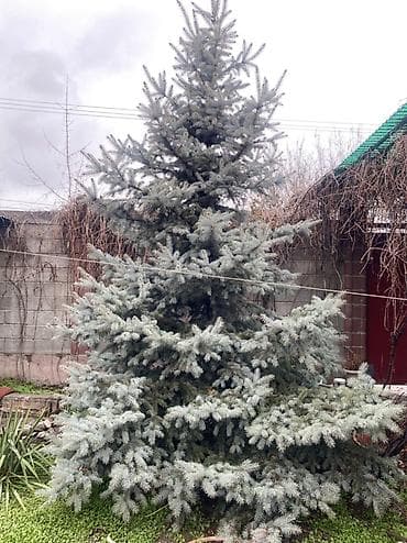 кета: Көчөттөр дарактардын: Карагайлар, Өзү алып кетүү — 1