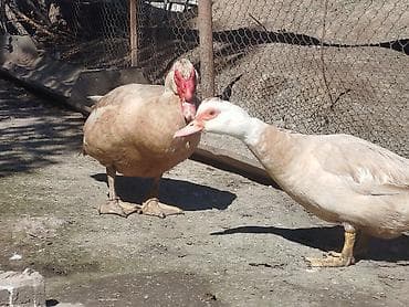 Мускусные утки (индоутки), светлый окрас. - Порода: мускусная утка. -