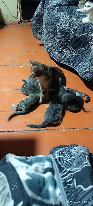 ph down: 🐾 ДОБРЫЙ ДЕНЬ! НУЖНА ПОМОЩЬ В ОБУСТРОЙСТВЕ КОШАЧЬЕГО ВОЛЬЕРА 🐾 — 5