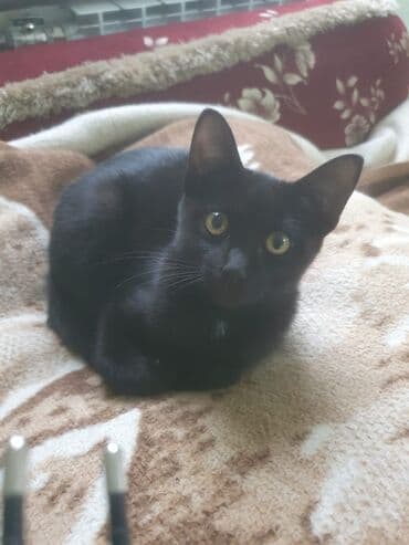 нашли кошку: Кошка даром: Беспородная, 3 месяца, Мальчик, Приучена к лотку — 1