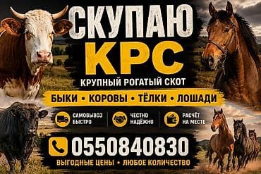 Услуга: скупка КРС (крупного рогатого скота) Принимаем: - быков -