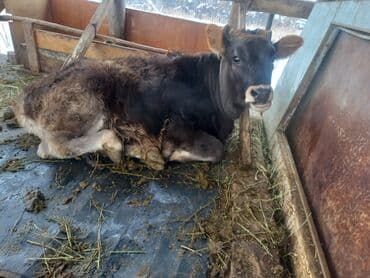 музоою: Продаю | Тёлка, Музоо, торпок — 5