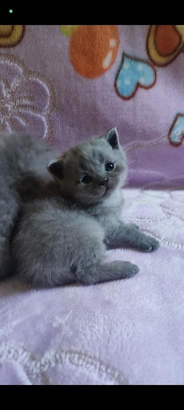 Продажа кошек: Открыто бронирование на котят шотландской породы лилового и голубого — 10