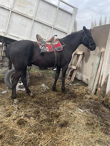 голубая рыбка: Продаю | Конь (самец), Жеребец | Рабочий | Мерин — 2