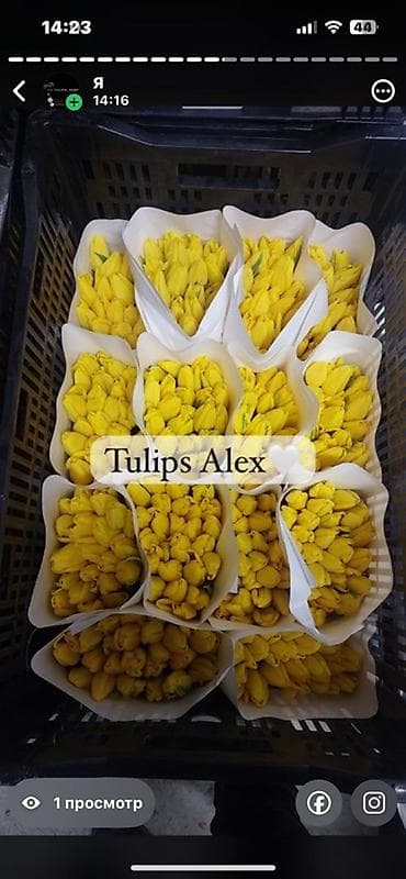 Кухонные принадлежности: Тюльпаны Tulips Alex💐🌷🌷 - Срезанные тюльпаны в упаковках по пучкам, в — 3