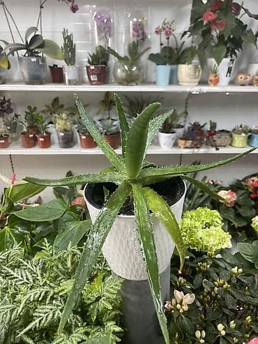 Алоэ (Aloe vera) в горшке - Вид: суккулент с мясистыми мечевидными at lalafo.kg Алоэ (Aloe vera) в горшке - Вид: суккулент с мясистыми мечевидными