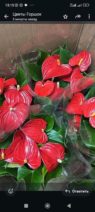 для мусульман: Антуриум (Anthurium andreanum) в горшке. - Декоративно-цветущее — 3