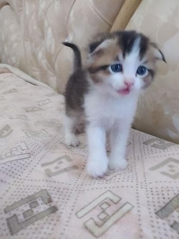 шотлан: Шотландский вислоухий котёнок (предположительно скоттиш-фолд) — 4