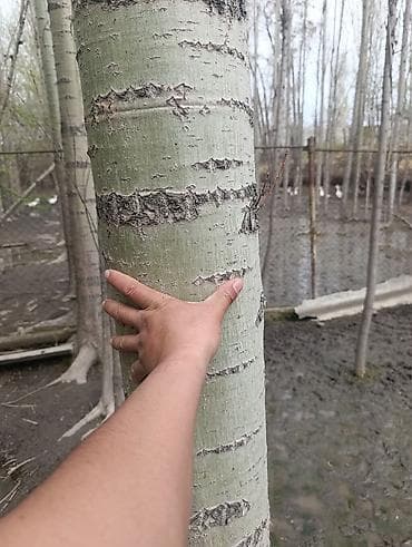 туки сена: Саженцы — 2