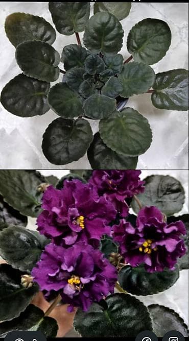 круглый холст: Продаю цветущие и не цветущие фиалки 🌺🌺🌺 .Нахожусь в районе Тоголок — 7