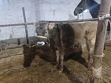 мастит: Продаю | Музоо, торпок | На откорм | Привязанные — 1