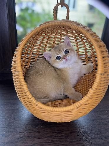 кошка британка: Скотиш Страйт (Шотландская прямоухая), 2 месяца, Девочка, Золотая шиншилла, Приучена к лотку, Проглистована, С документами — 4